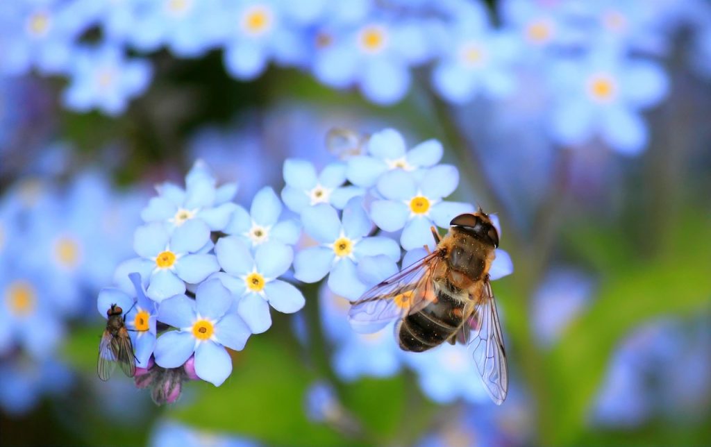 les-pollinisateurs-des-partenaires-indispensables-du-jardin