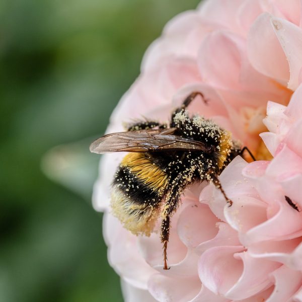 les-pollinisateurs-des-partenaires-indispensables-du-jardin