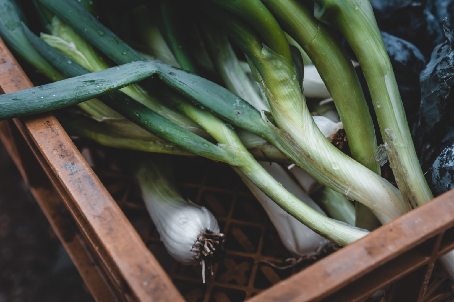 Lutter contre la mouche mineuse du poireau Jardin au Naturel — free download
