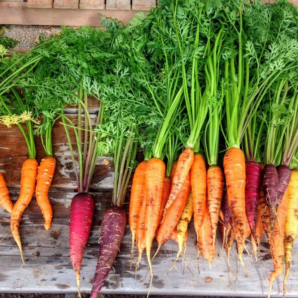 obtenir-de-belles-racines-de-carottes