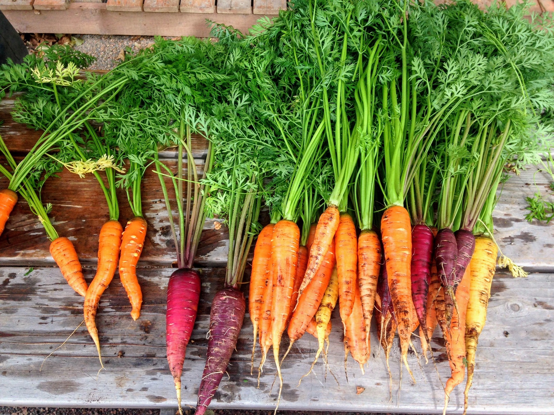 obtenir-de-belles-racines-de-carottes