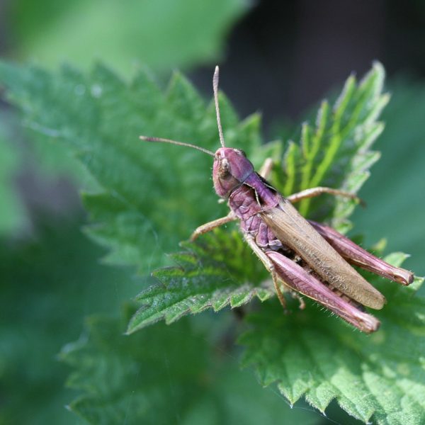 ortie-une-plante-hote-pour-les-insectes-et-papillons1