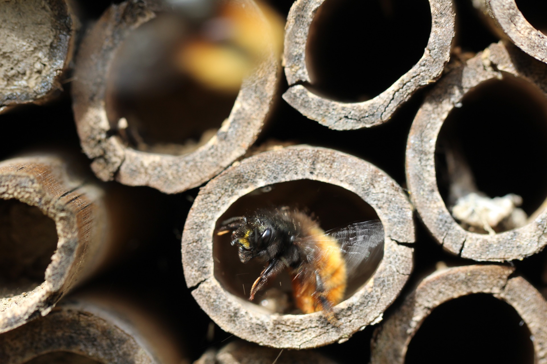 osmie-abeille-solitaire-