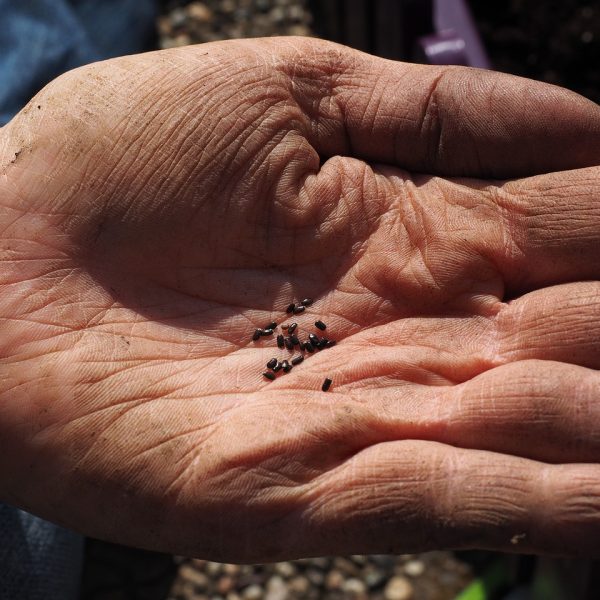 ou-acheter-ses-graines-quels-semenciers-choisir-pour-un-jardin-florissant