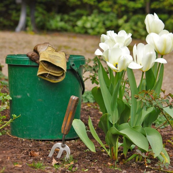 planter-des-tulipes-dans-son-jardin-conseils-et-astuces