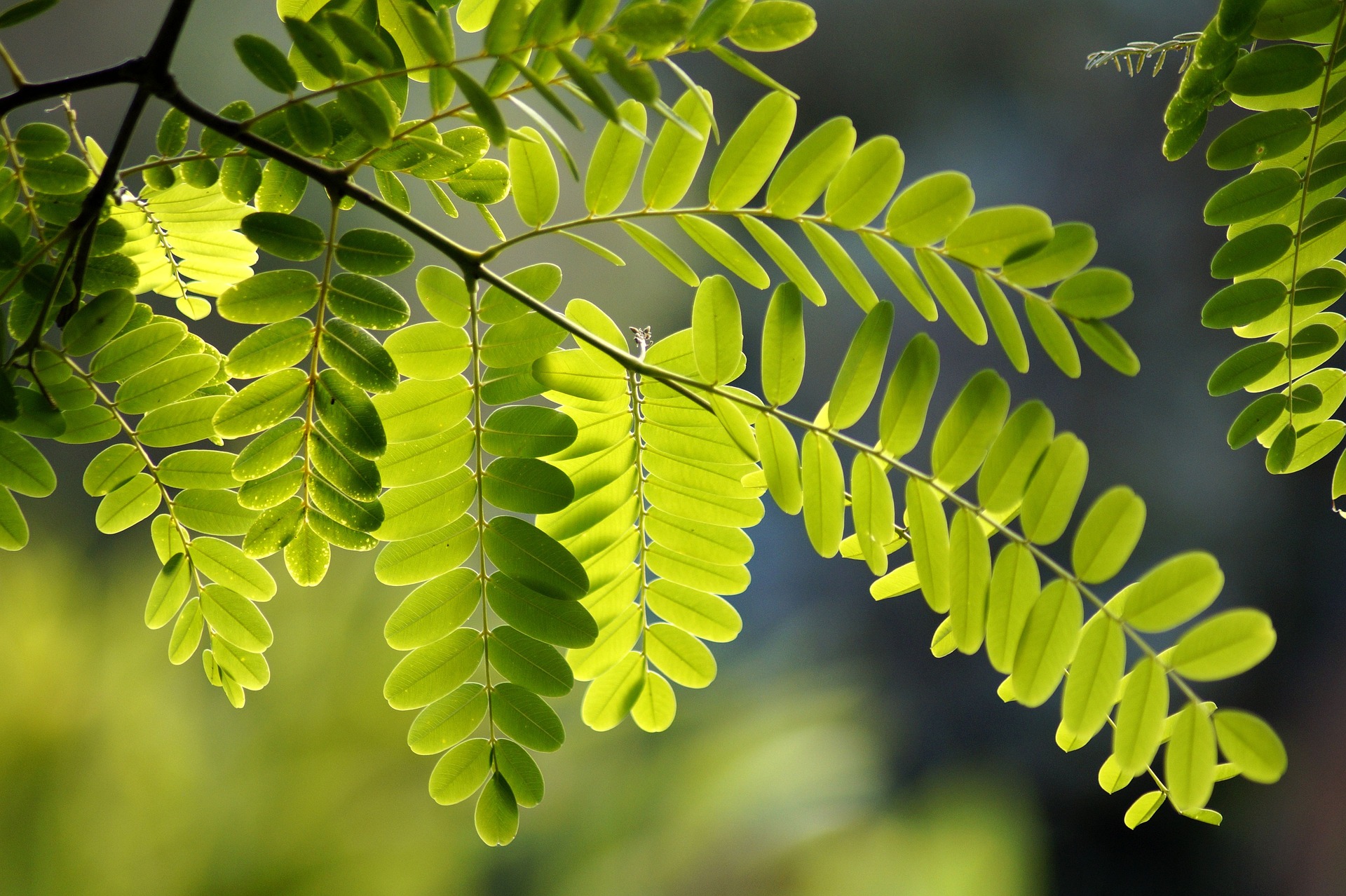 Acacia Invasive Les plantes invasives : une menace pour l'environnement. - Jardin au ...
