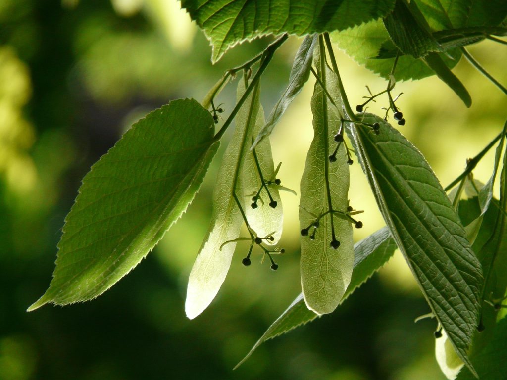 plantes-medicinales-pour-le-sommeil-tilleul (Tilia spp.)1