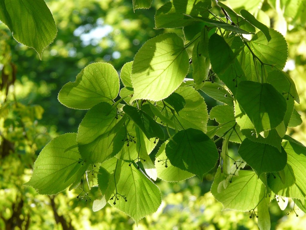 plantes-medicinales-pour-le-sommeil-tilleul (Tilia spp.)1
