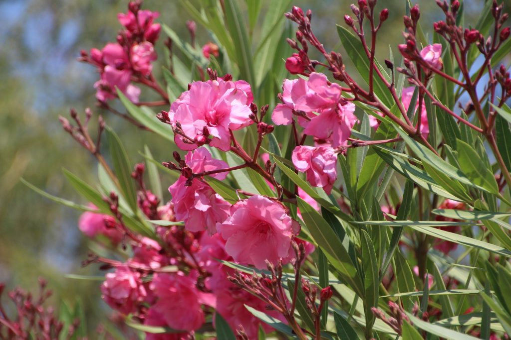plantes-toxiques-pour-les-animaux-de-compagnieLaurier-rose (Nerium oleander)