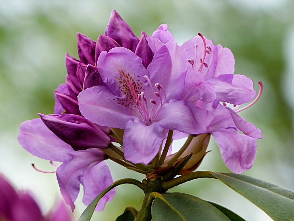 plantes-toxiques-pour-les-animaux-de-compagnieRhododendron