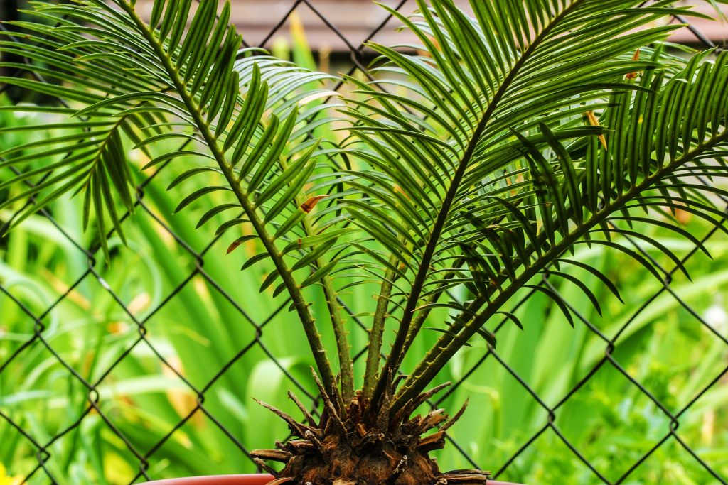 plantes-toxiques-pour-les-animaux-de-compagniesago-palm