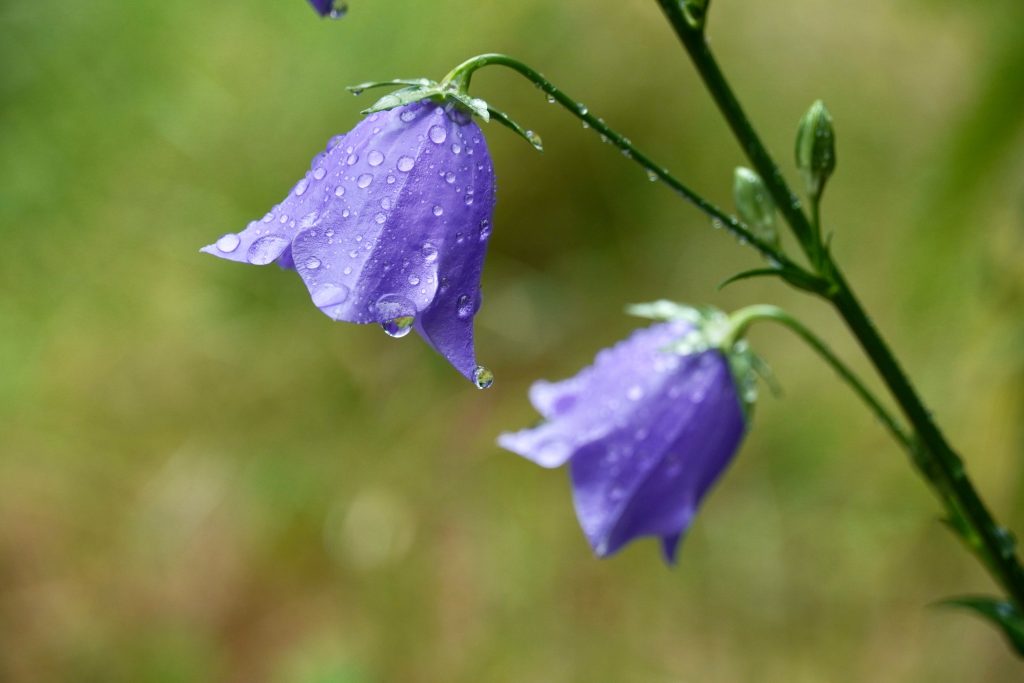 plus-belles-fleurs-violettes-jardin-Campanula