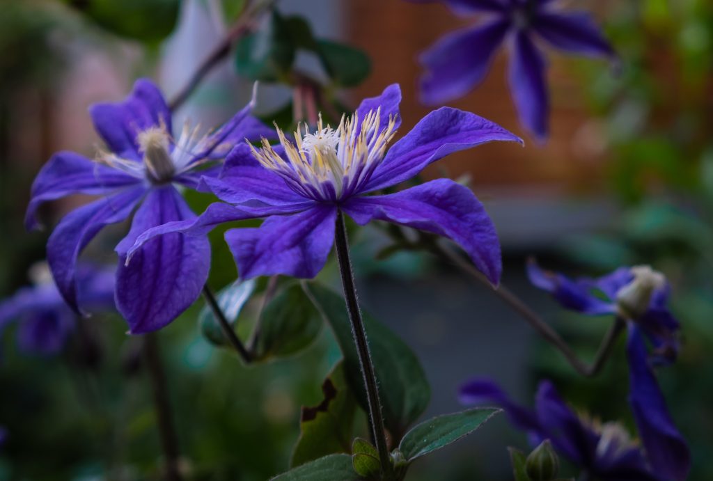 -fleurs-violettes-jardin-Clematis