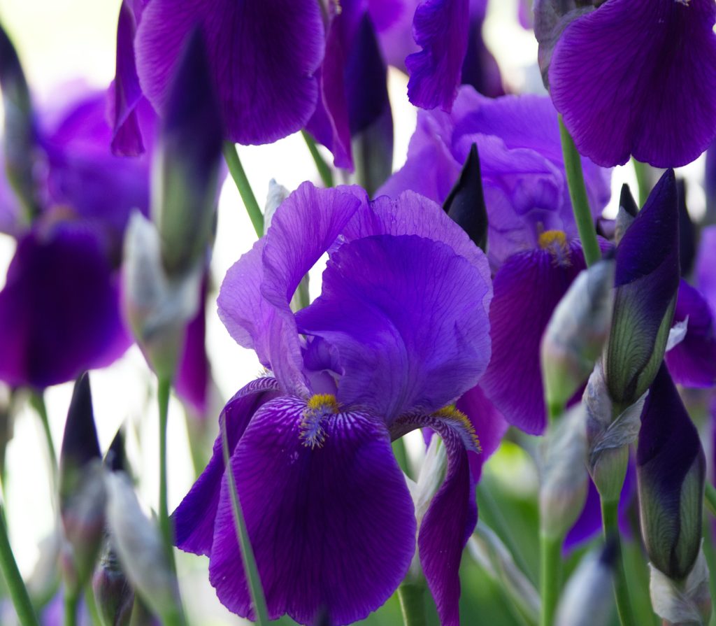 plus-belles-fleurs-violettes-jardin-Aconitum