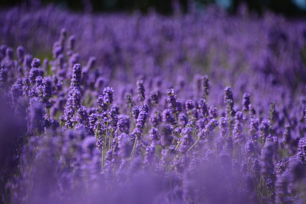 violettes-jardin-Lavande
