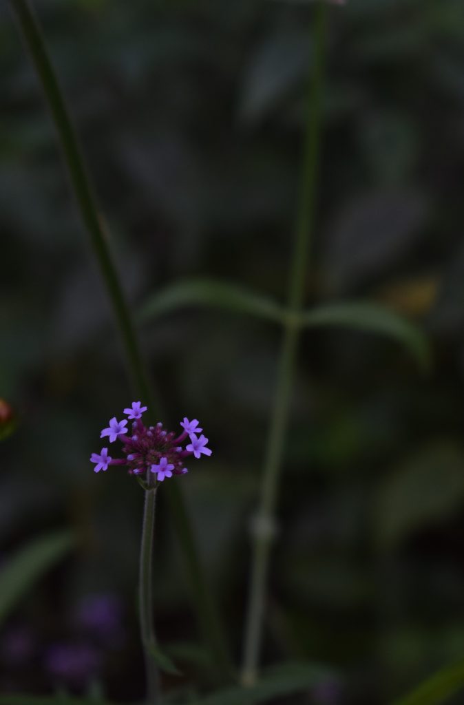 plus-belles-fleurs-violettes-jardin-Verbena1