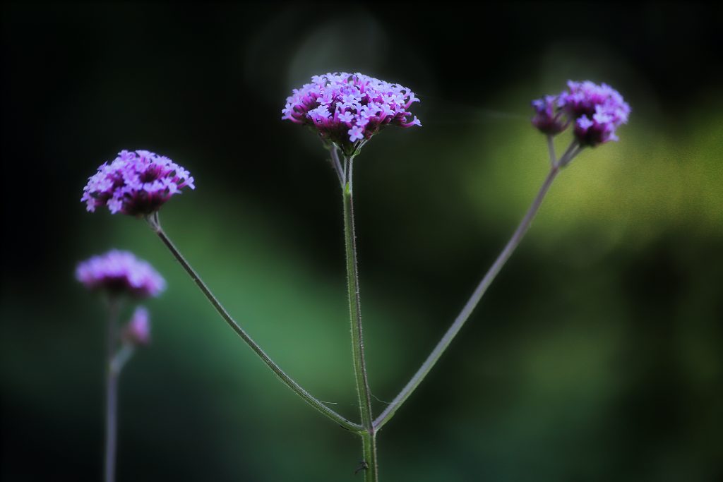 plus-belles-fleurs-violettes-jardin-Verbena1