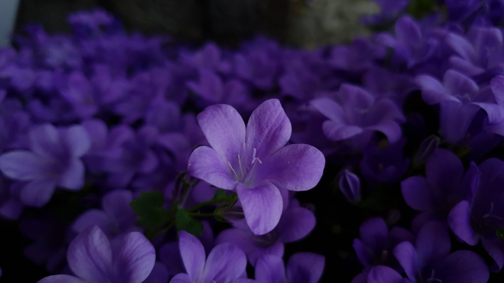plus-belles-fleurs-violettes-jardin-Viola