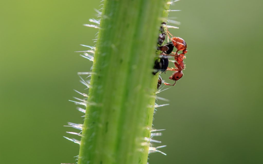 pucerons-et-fourmis-une-relation-de-symbiose-complexe