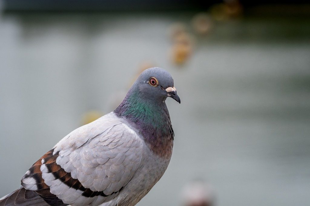 quel-oiseau-mange-quoi-en-hiver-pigeons
