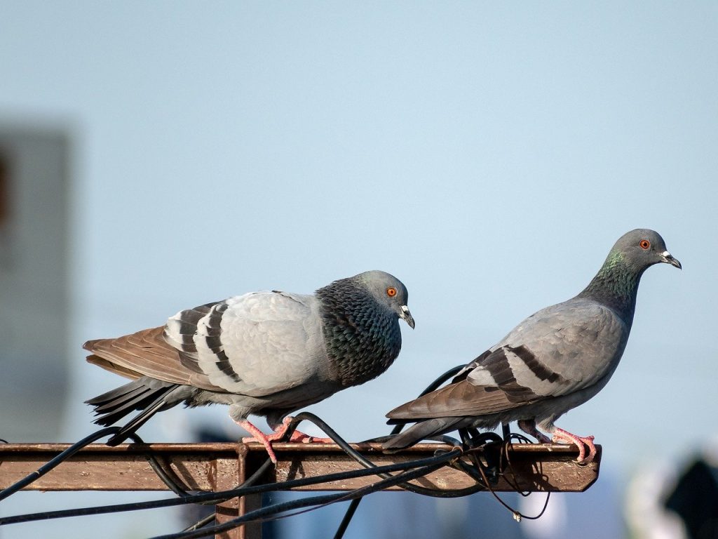 quel-oiseau-mange-quoi-en-hiver-pigeons