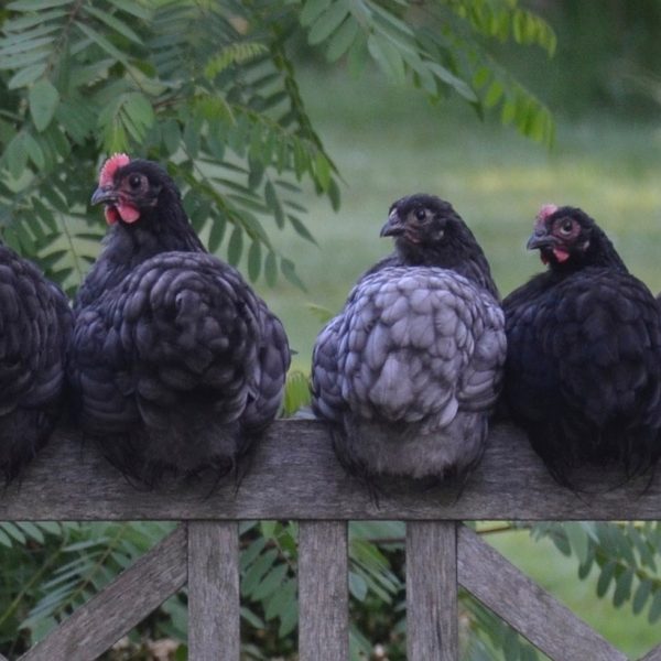 reduire-ses-dechets-grace-aux-poules-ca-marche