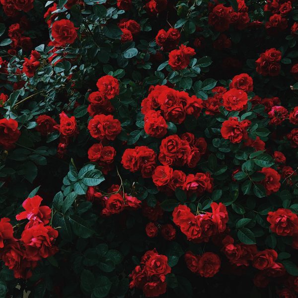 rosiers-ceux-a-connaitre-pour-un-jardin-enchanteur