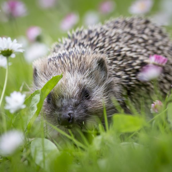 Le régime alimentaire du hérisson