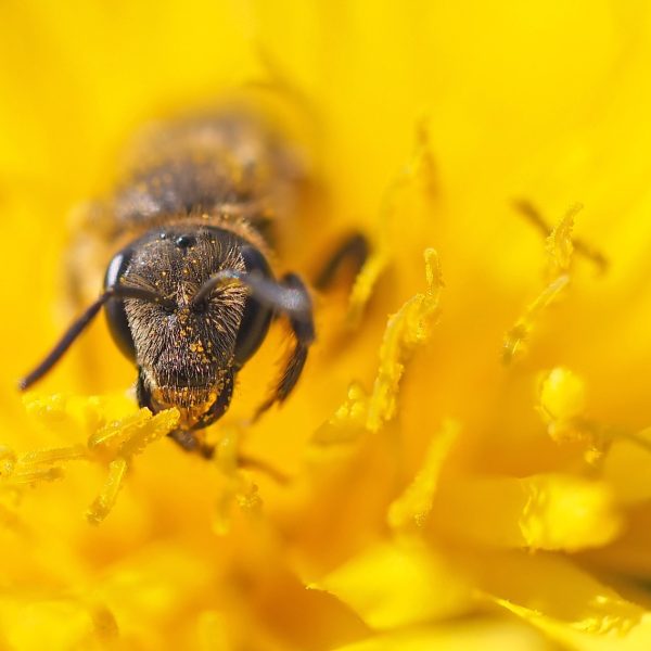 abeilles-sauvages-alliees-meconnues-de-la-pollinisation
