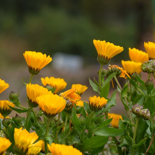 calendula-officinalis-bienfaits-et-proprietes