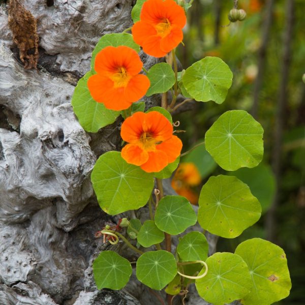 capucine-une-alliee-polyvalente-au-jardin-et-en-cuisine