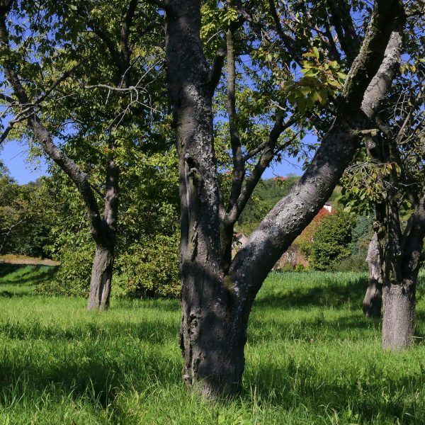 5-conseils-pour-selectionner-vos-arbres-fruitiers