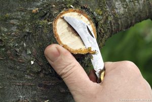 Le mastic Lac Balsam Etisso : un allié pour prendre soin de vos arbres ...