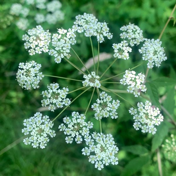 cigue-une-plante-toxique-mortelle