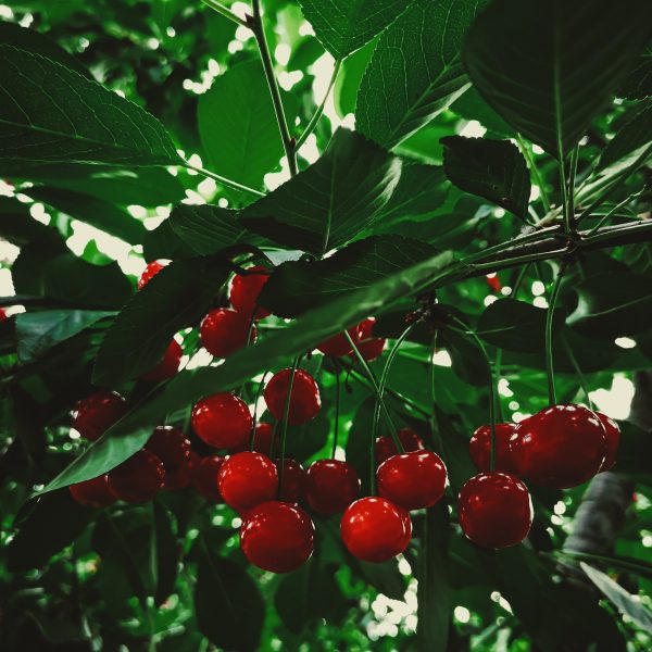 variétés de cerises
