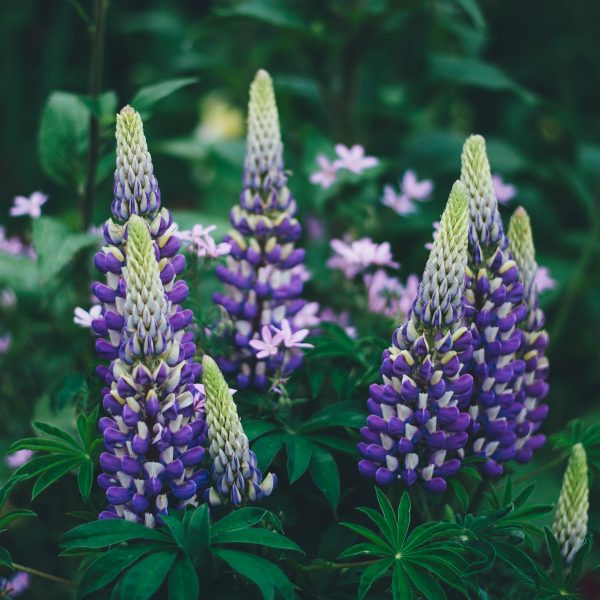 a-la-decouverte-du-jardin-des-simples