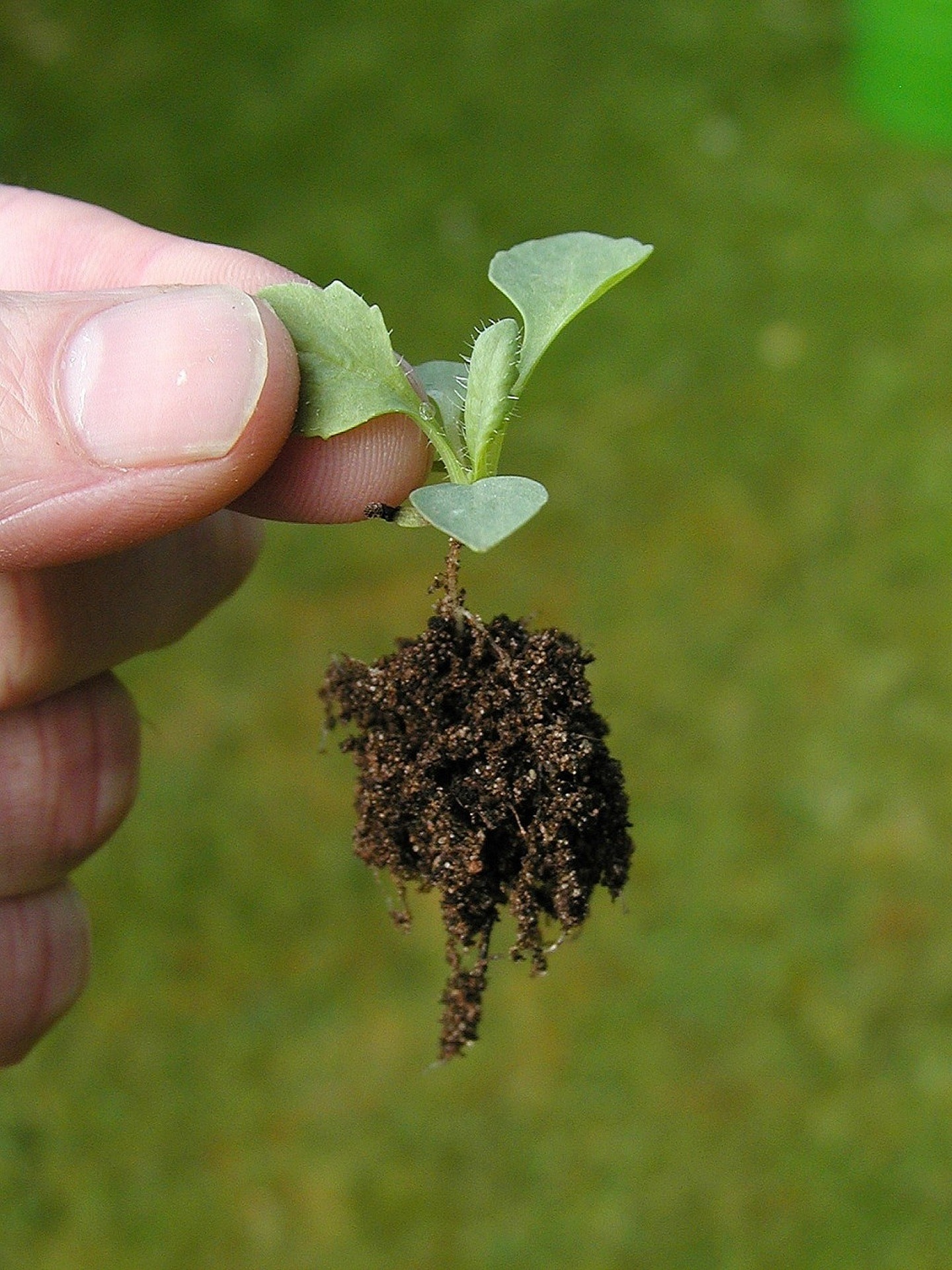 Réussir la transplantation des arbustes et des arbres