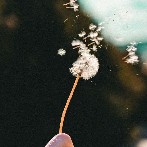 a-la-decouverte-de-lhistoire-du-pissenlit