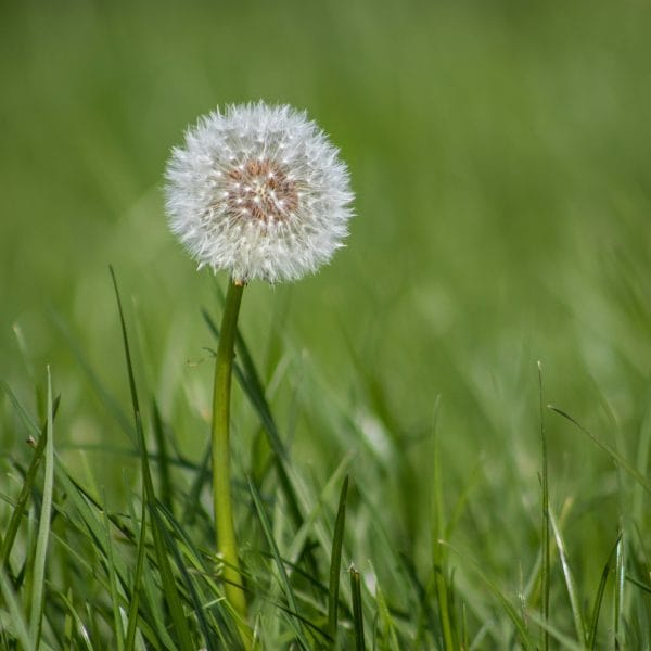 lemergence-de-la-pelouse