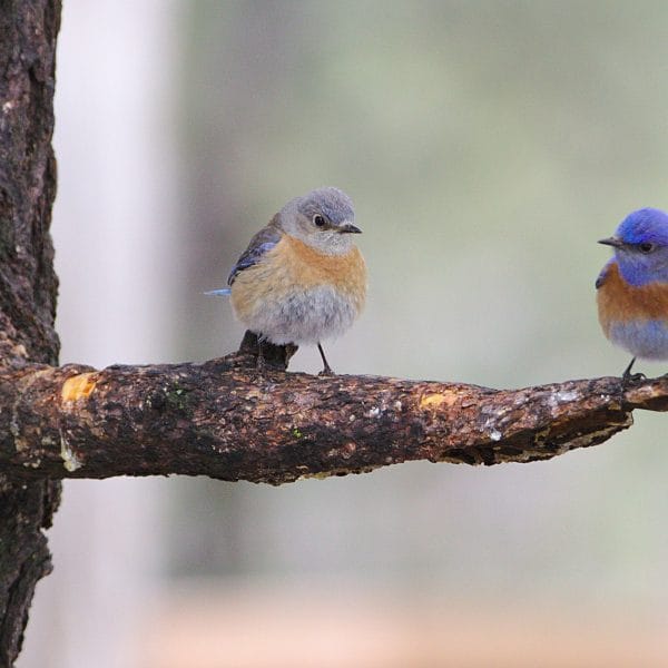 le-chant-matinal-des-oiseaux