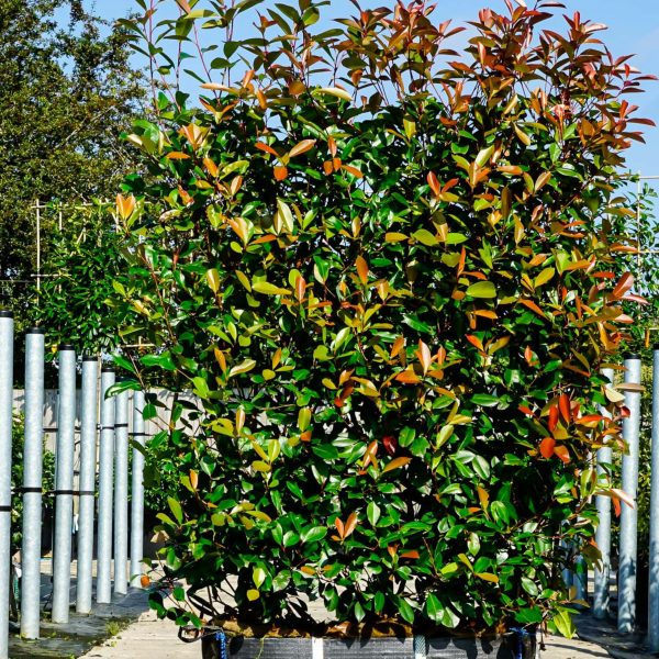 des-arbustes-persistants-pour-un-jardin-eclatant