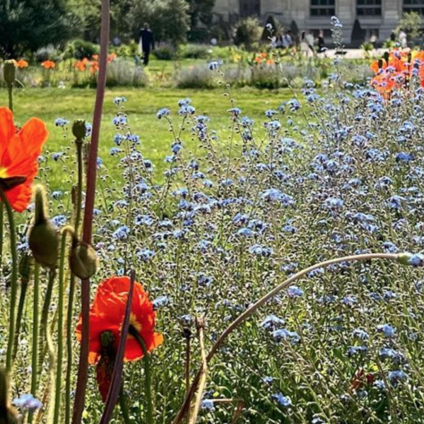 jardin-des-plantes-une-promenade-botanique-au-coeur-de-paris