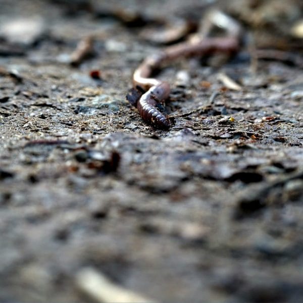 journee-mondiale-des-vers-de-terre 21 octobre