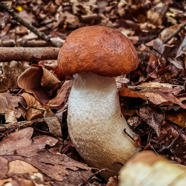 le-cepe-dete-tresor-des-sous-bois