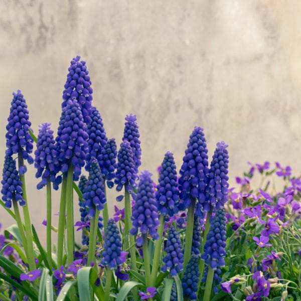 les-vivaces-des-compagnons-durables-au-jardin