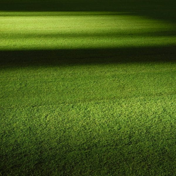 odeur-de-l-herbe-coupee