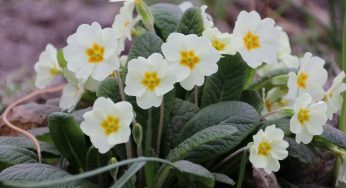 Plantes vivaces pour sols humides