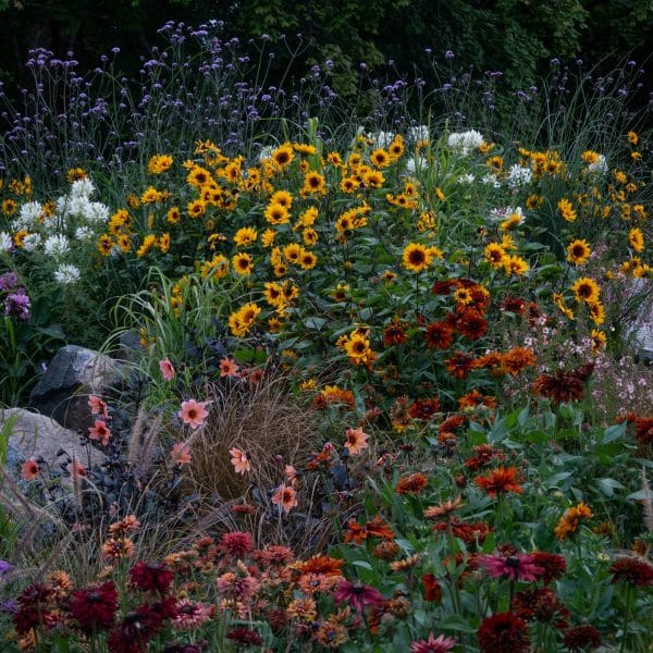 utiliser-les-vivaces-au-jardin