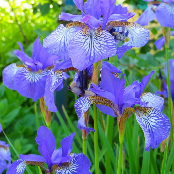 choisir-des-iris-pour-votre-jardin