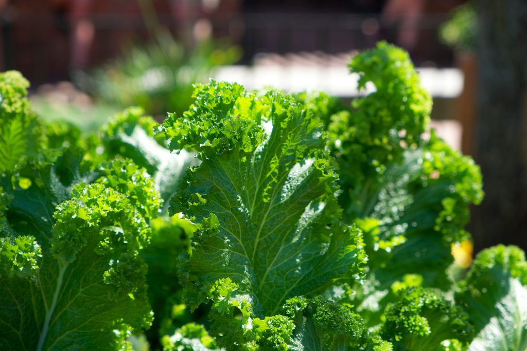 chou frisé (kale)